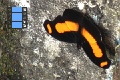 Scene 50_Catonephele chromis (Male) on concrete wall